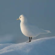 Mouette blanche