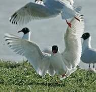 Mediterranean Gull