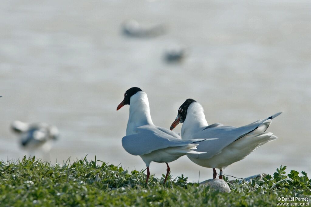 Mediterranean Gull, identification, Behaviour