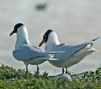 Mediterranean Gull