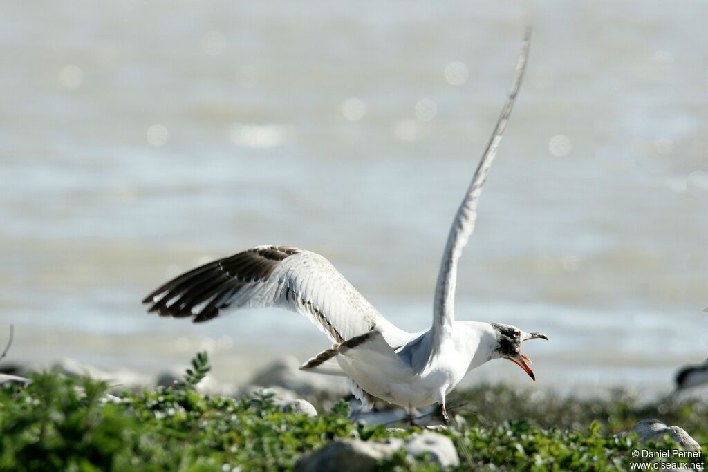 Mediterranean Gullimmature, identification, Behaviour