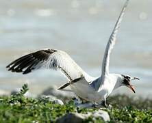 Mouette mélanocéphale