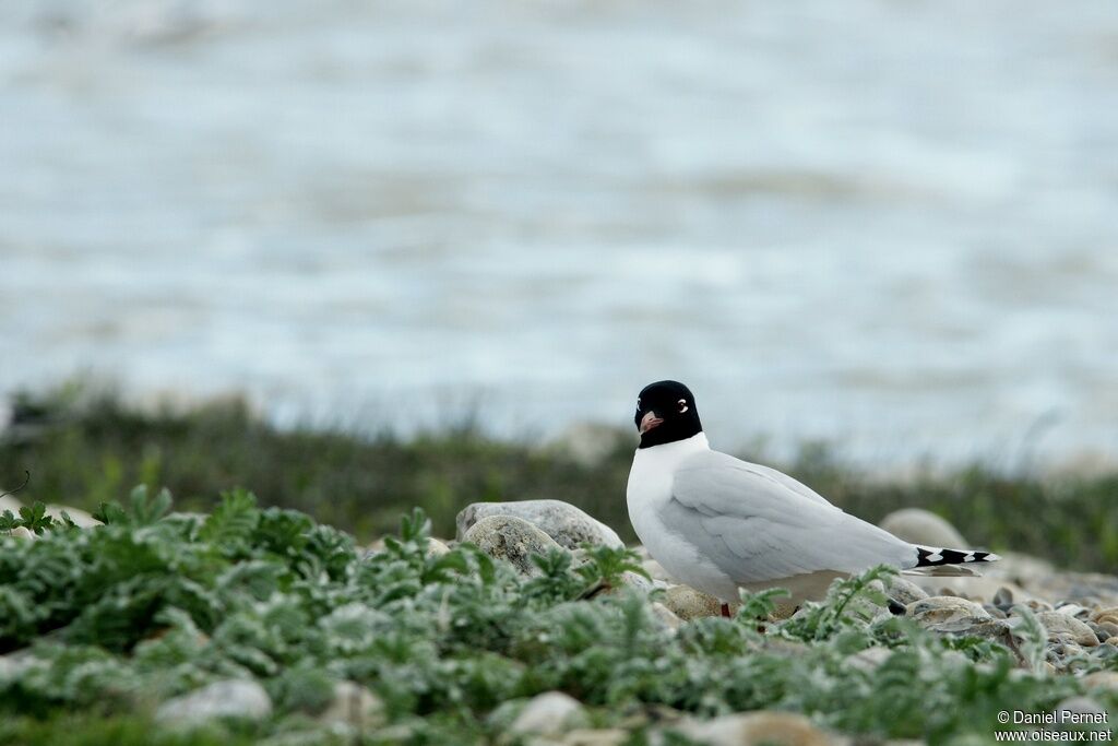 Mediterranean Gulladult, identification