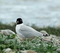 Mouette mélanocéphale