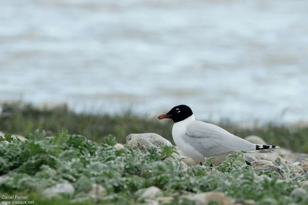 Mouette mélanocéphale3ème année, identification