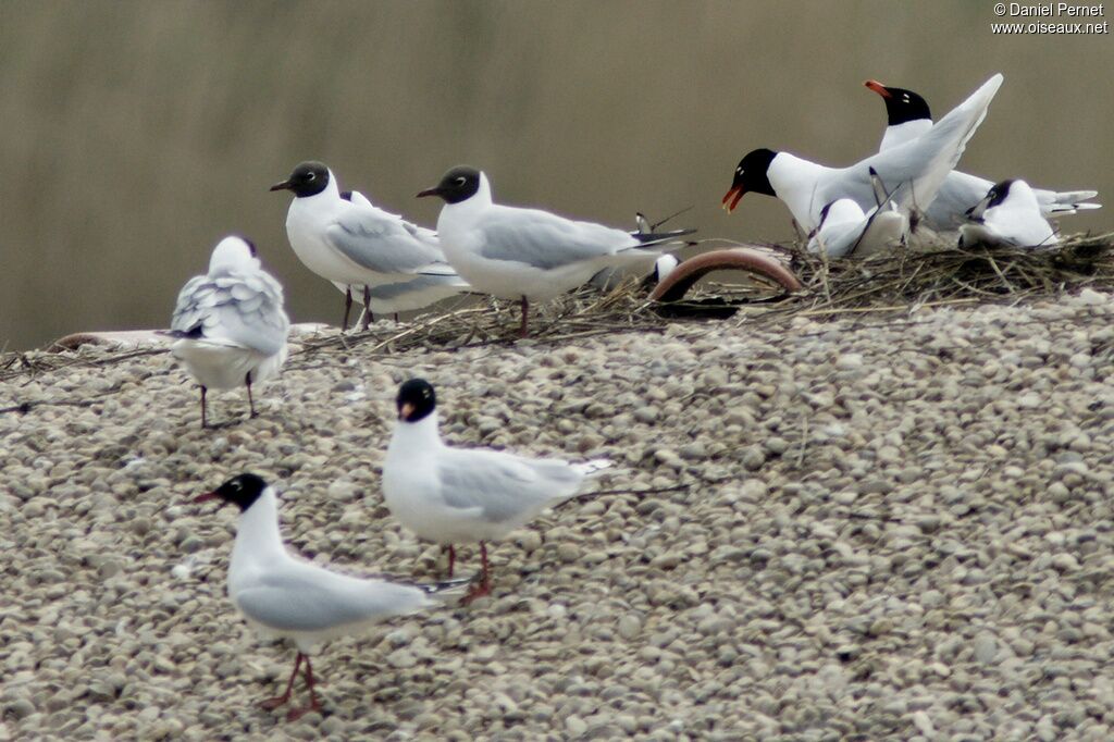 Mouette mélanocéphale adulte, Comportement