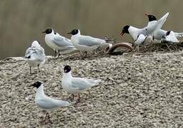 Mouette mélanocéphale