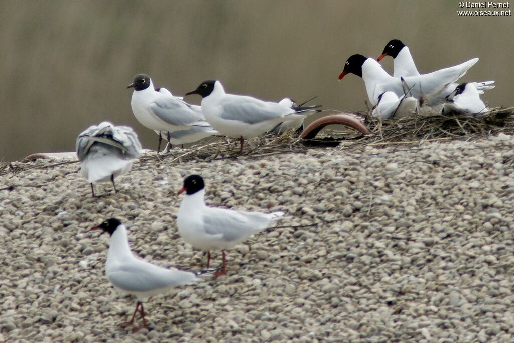 Mouette mélanocéphale adulte, Comportement