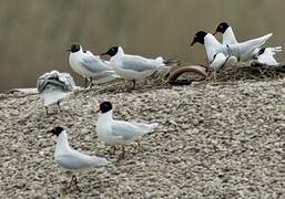 Mouette mélanocéphale