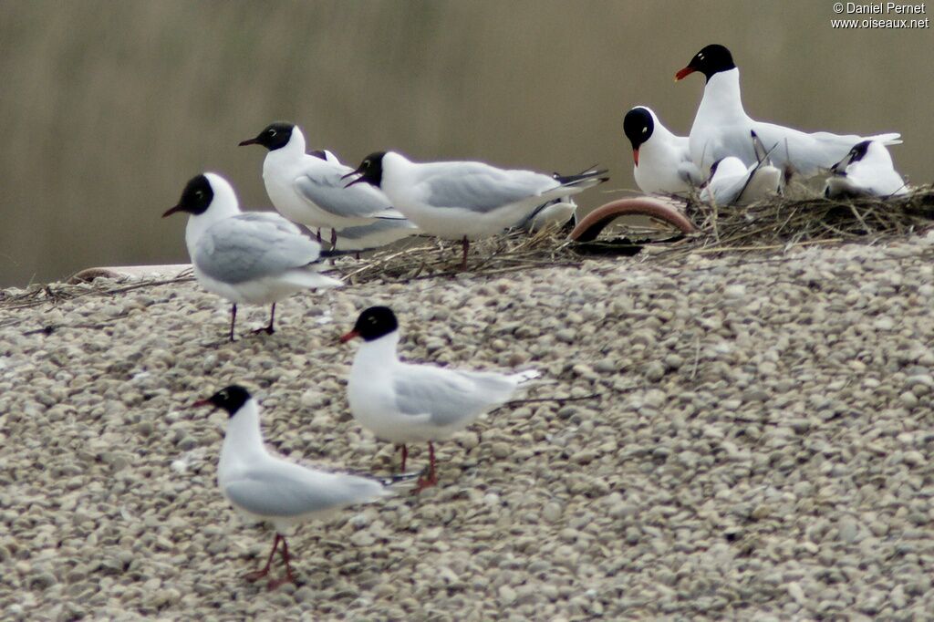 Mediterranean Gull adult, Behaviour