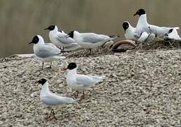 Mouette mélanocéphale