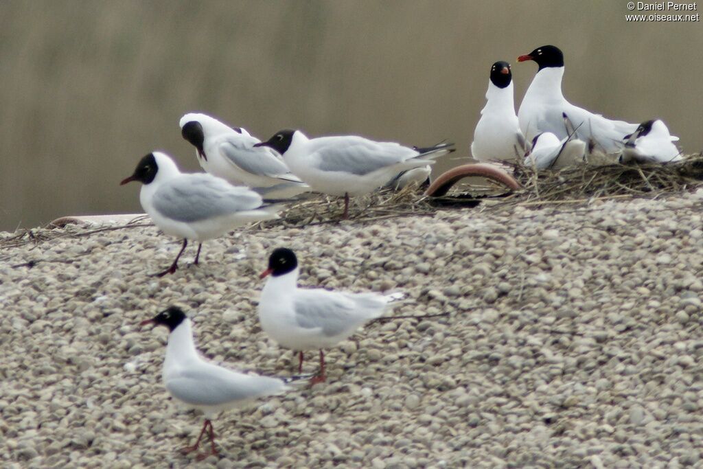 Mouette mélanocéphale adulte, Comportement