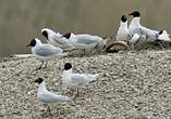 Mouette mélanocéphale