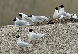 Mediterranean Gull