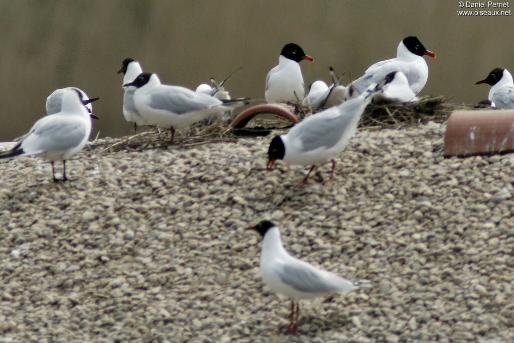 Mouette mélanocéphale adulte, Comportement