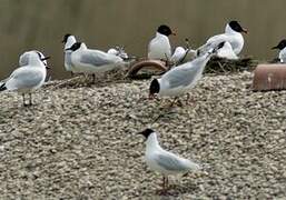 Mouette mélanocéphale