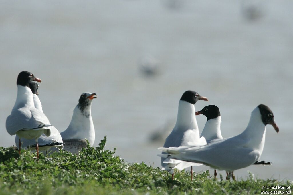 Mediterranean Gull, identification