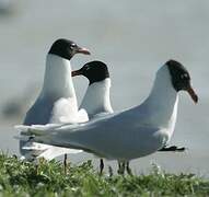 Mediterranean Gull