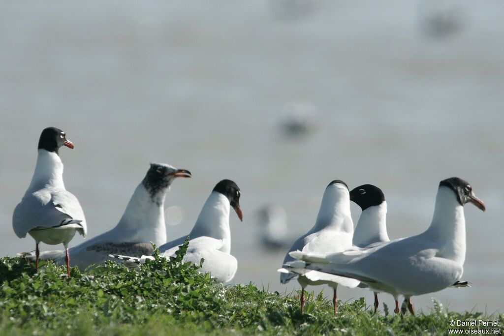 Mouette mélanocéphale, identification, Comportement