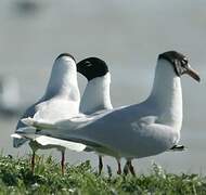 Mouette mélanocéphale