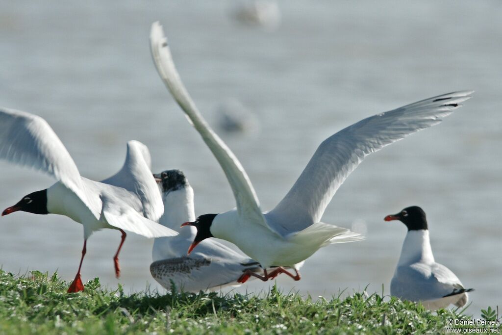 Mouette mélanocéphale, identification, Comportement