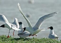 Mediterranean Gull