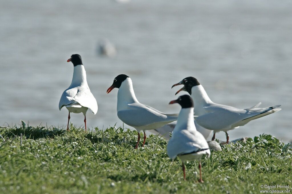 Mouette mélanocéphale, identification, Comportement