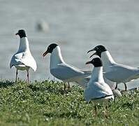 Mouette mélanocéphale