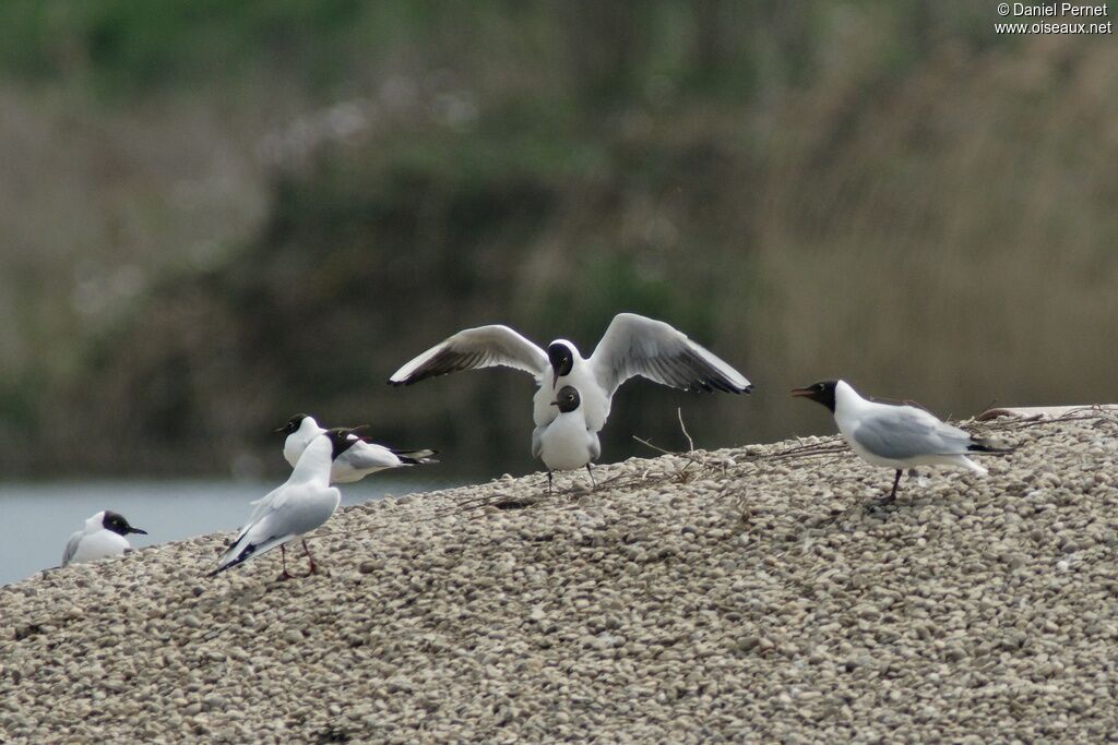 Black-headed Gull adult, Behaviour