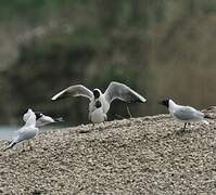 Black-headed Gull