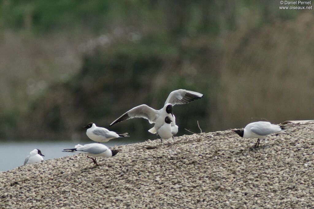 Mouette rieuse adulte, Comportement