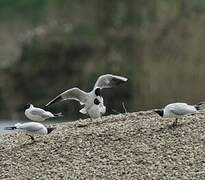 Mouette rieuse