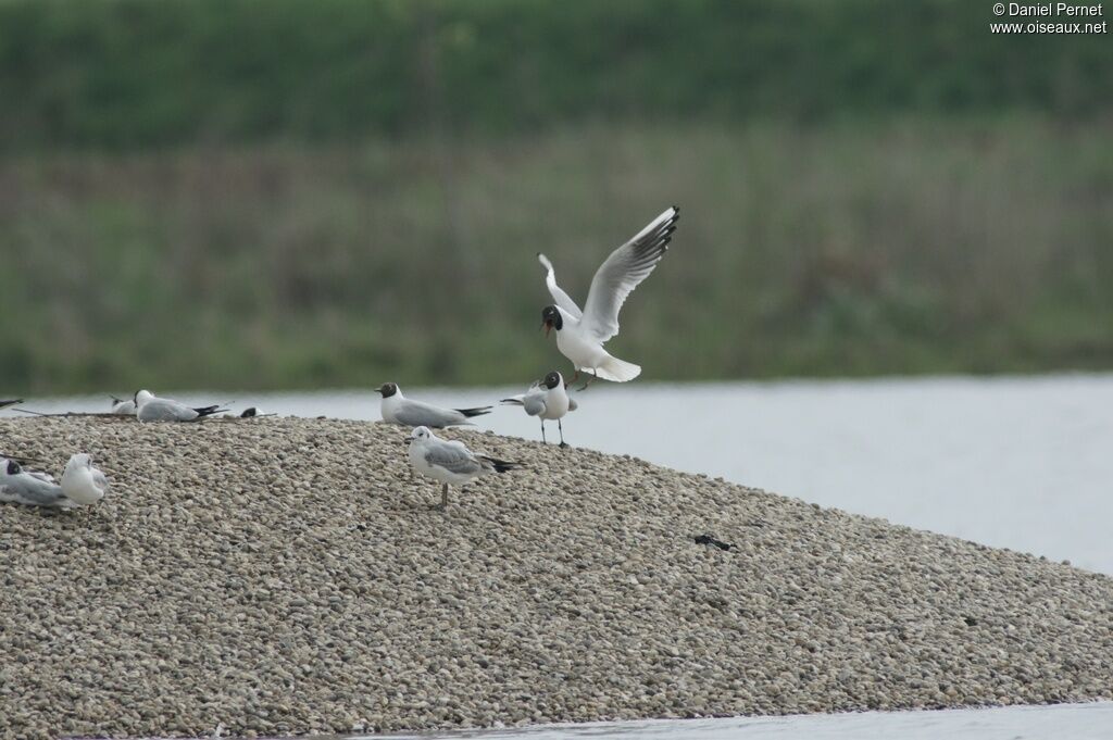 Mouette rieuse adulte, Comportement