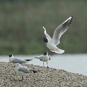 Mouette rieuse