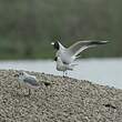 Mouette rieuse