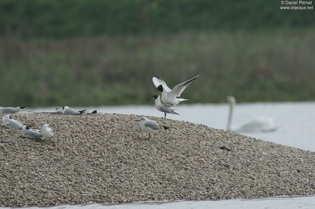 Mouette rieuse adulte, Comportement