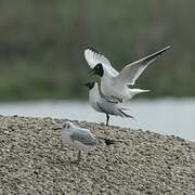 Mouette rieuse