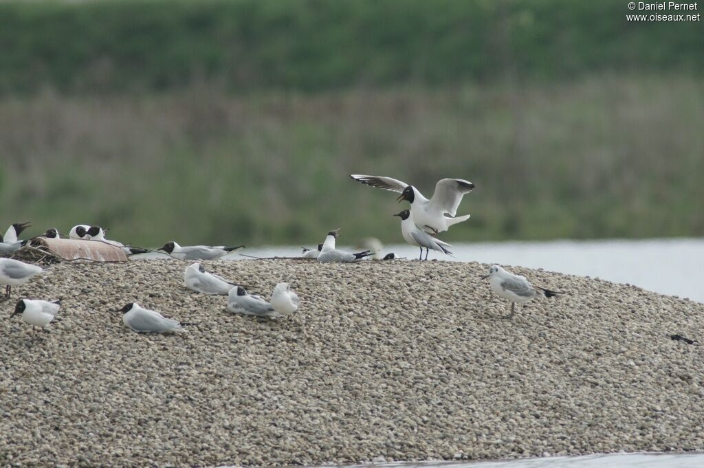 Mouette rieuse adulte, Comportement