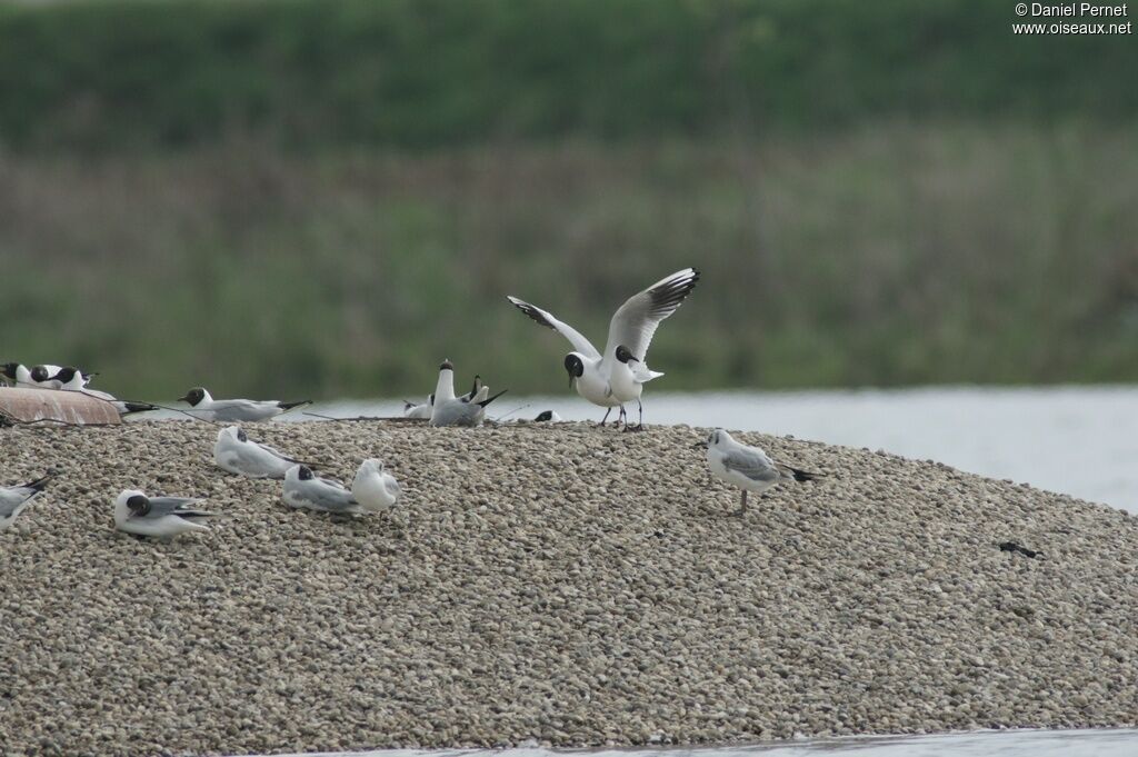 Mouette rieuse adulte, Comportement