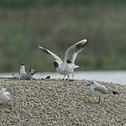 Mouette rieuse