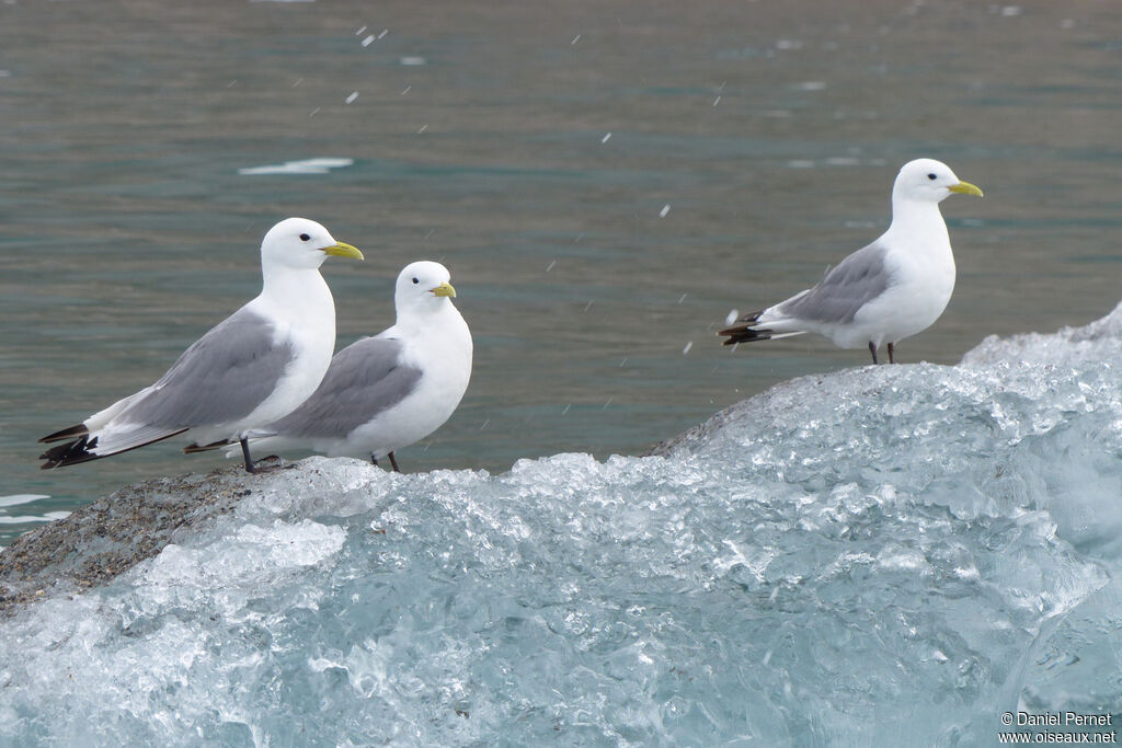 Black-legged Kittiwakeadult