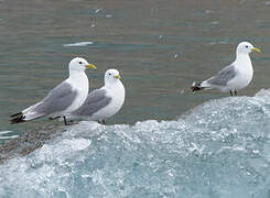 Black-legged Kittiwake