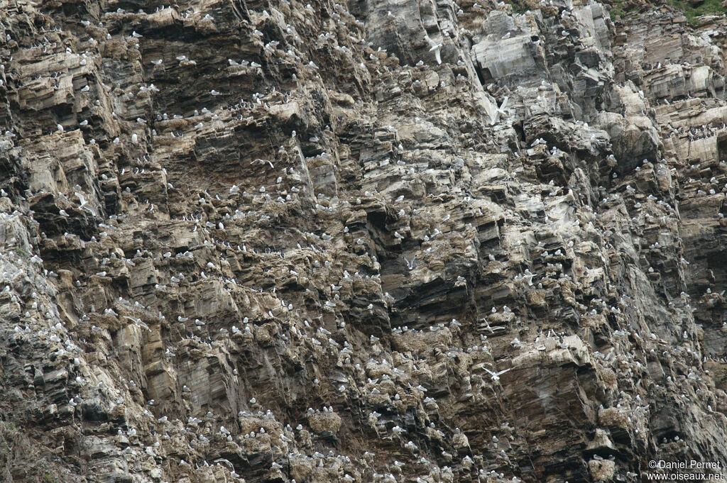 Mouette tridactyleadulte, habitat, r. coloniale