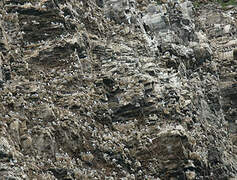 Black-legged Kittiwake