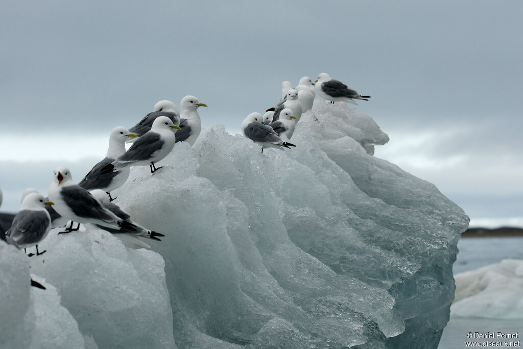 Black-legged Kittiwake