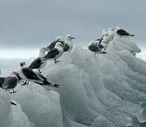 Mouette tridactyle