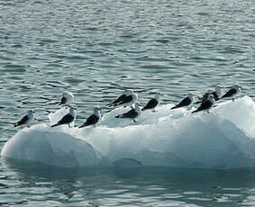 Mouette tridactyle