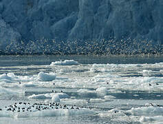 Black-legged Kittiwake