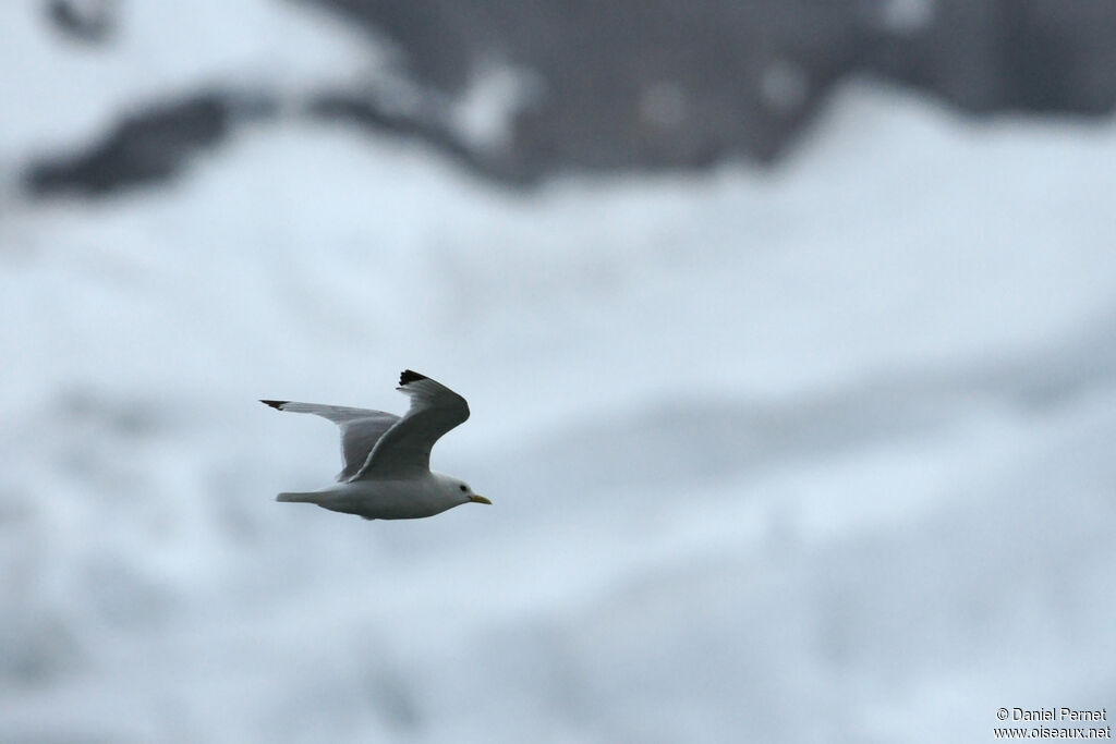 Mouette tridactyleadulte, Vol