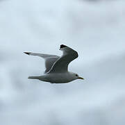 Black-legged Kittiwake